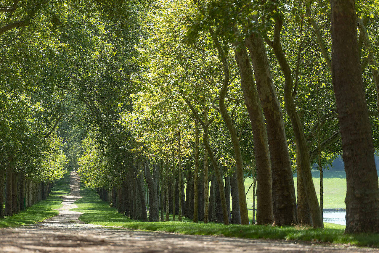 Arbres alignés autour de la Pièce d'eau des Suisses