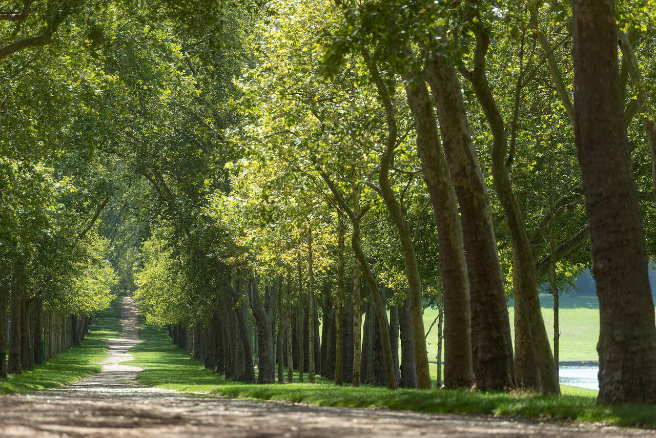 Arbres alignés autour de la Pièce d'eau des Suisses